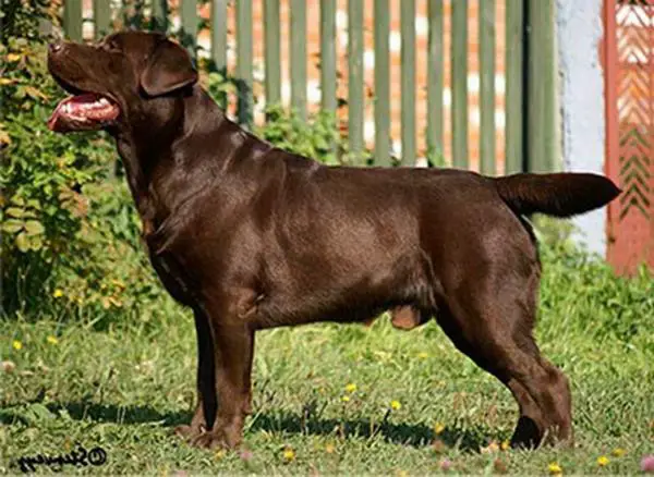 INT'L/BLR/FIN/UKR/RUS/RKF CH Stenveyz Get Popular