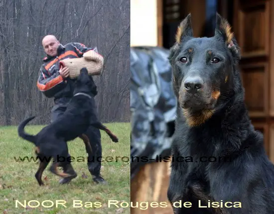 Noor Bas Rouges de Lisica