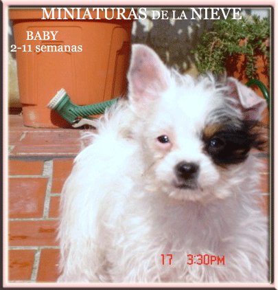 Baby Miniaturas de la Nieve