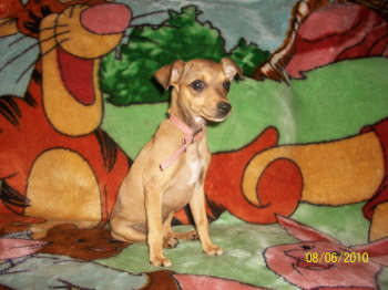 GrnAcrs Queen Lucy The Valiant