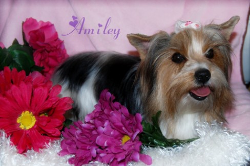 Baxter's Little Cruisers Amiley's Ruby Princess