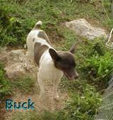 Silver Dollar Buck