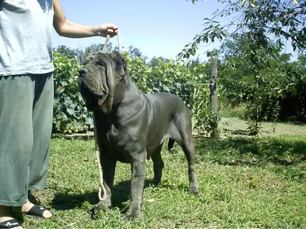 Peritas Esther