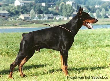 Floijdt V. D. Savelsbos