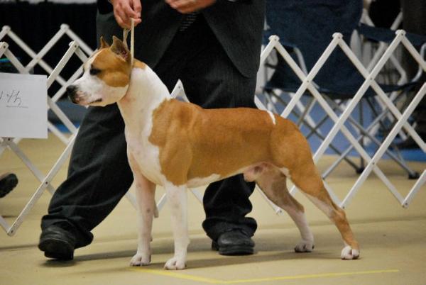 AKC GCH JWW, JEW2010 Alpine's Ring Of Fire