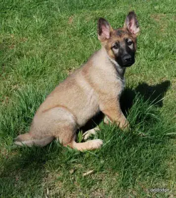 German Shepherd Coat Color Page 1