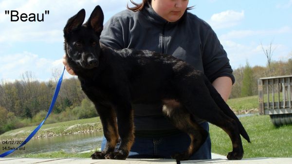 akc dual registration