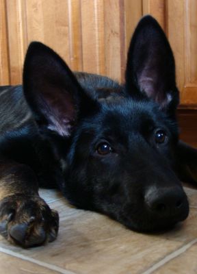 sera feed a plus automatic feeder