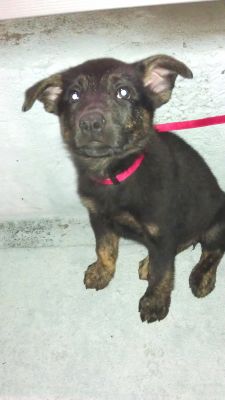 Fallon's first football game