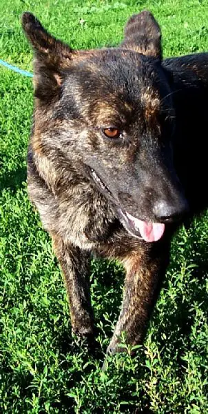 brindle bi b/t head and front closeup