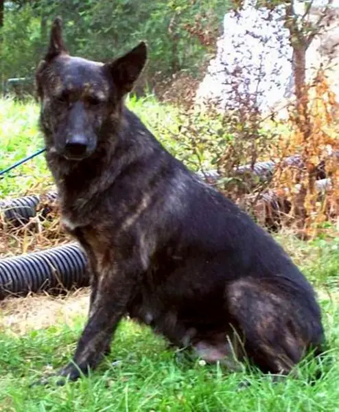 Pallette brindle bicolor blk & red/tan as an adult