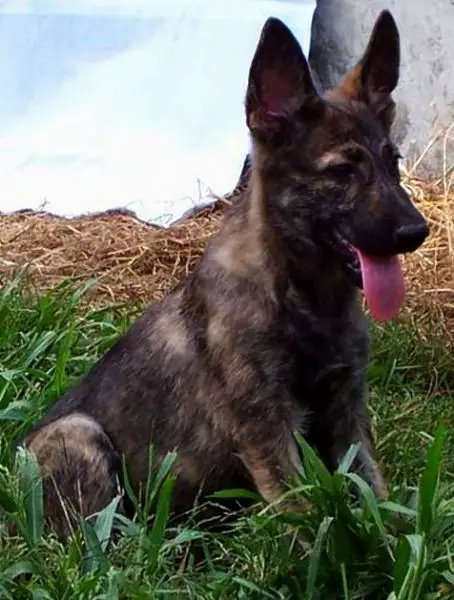 Agouti/sable brindle pup