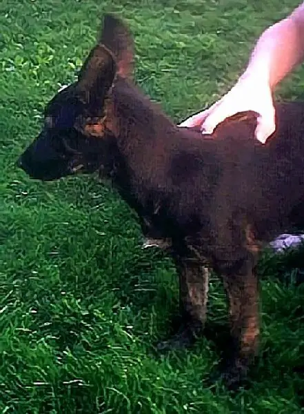 Pallette, brindle bicolor black & red/tan pup