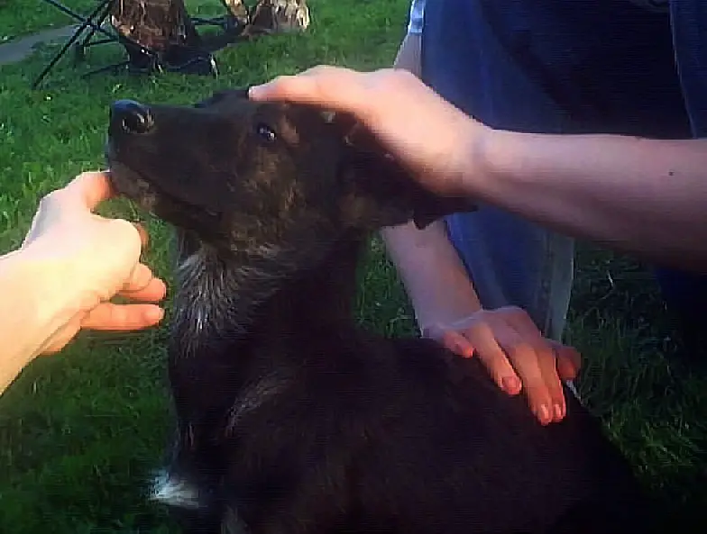 Pallette as a puppy, closeup of head markings