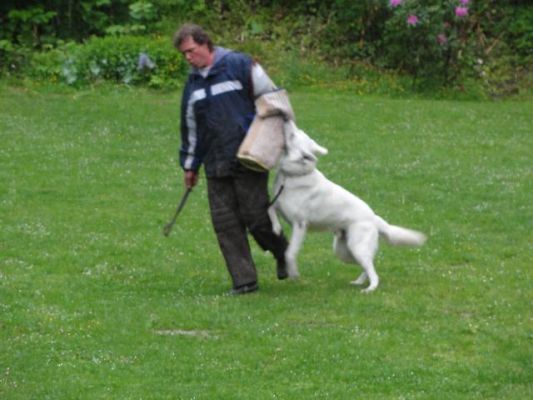 K9 work with Handur