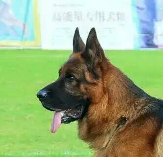 Chinese german shepherd shop price
