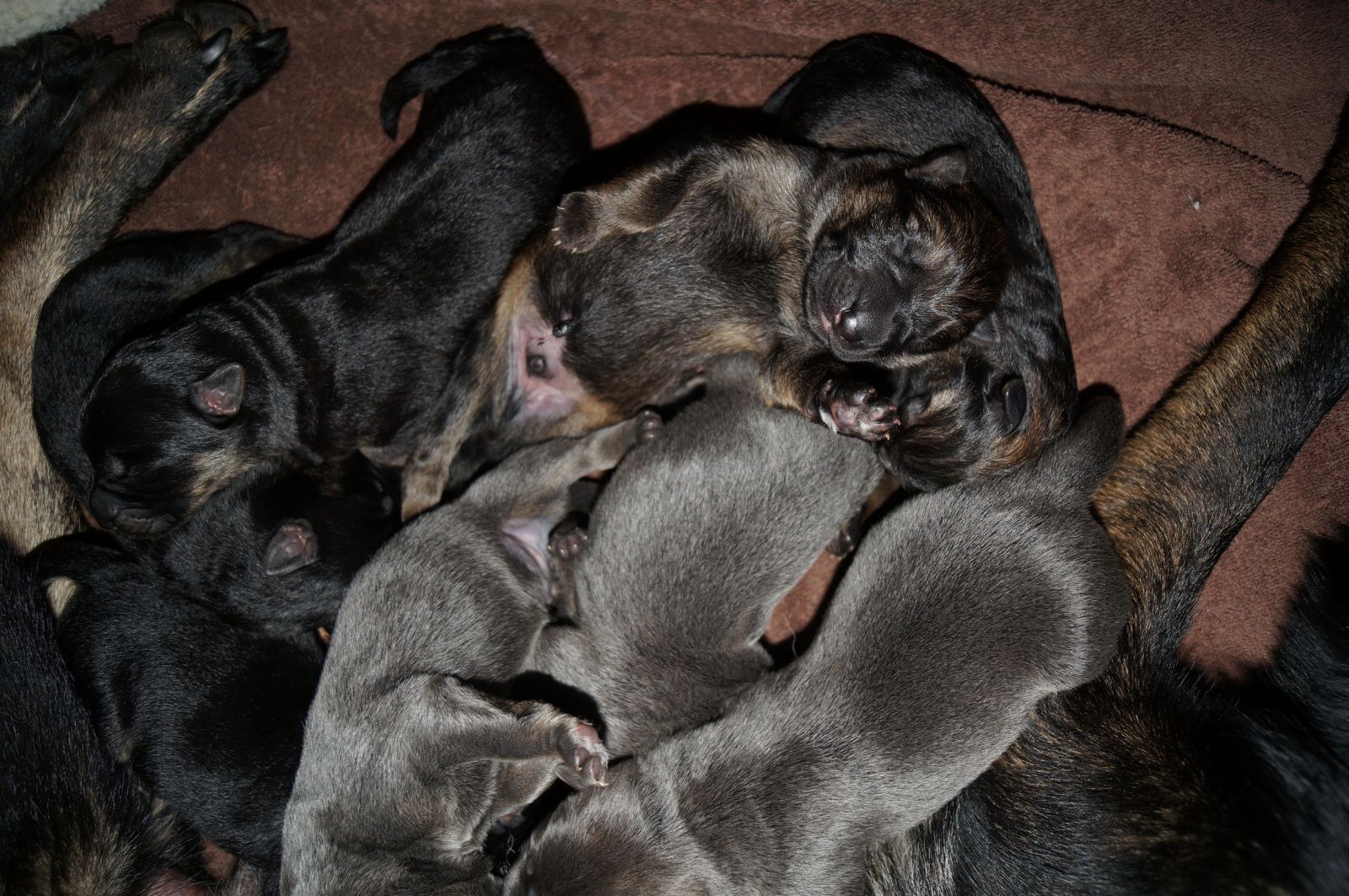 Newborn group shot