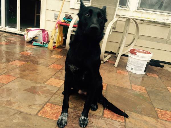 Black Belgian Malinois? Mix or pure? - Page 1