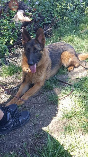 Red saddleback shop german shepherd