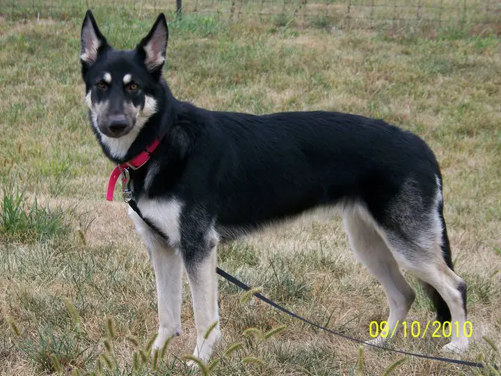 German Shepherd Rottweiler Mix