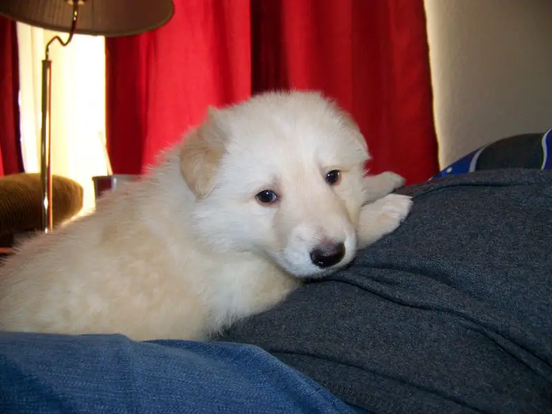White GSD 4 weeks old