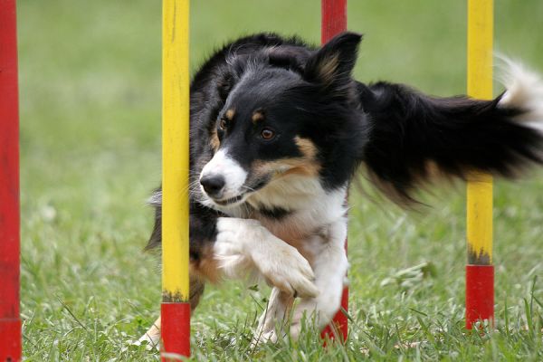 Agility training - Shalom