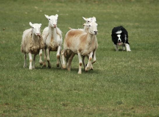 Border collie herding sheep