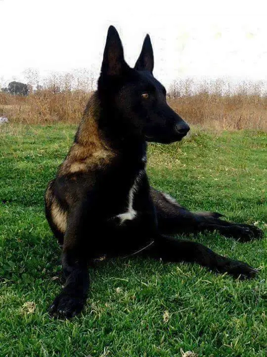 Dark shop sable malinois