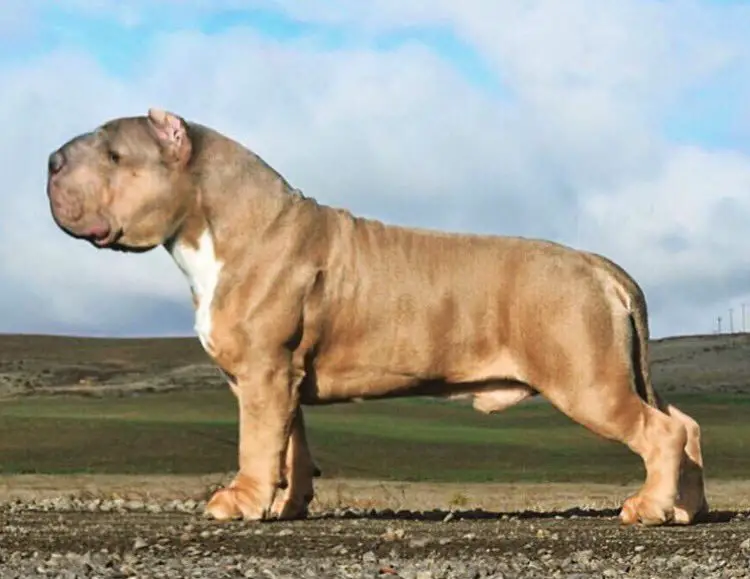 Concept Breed Thoughts Page 1
