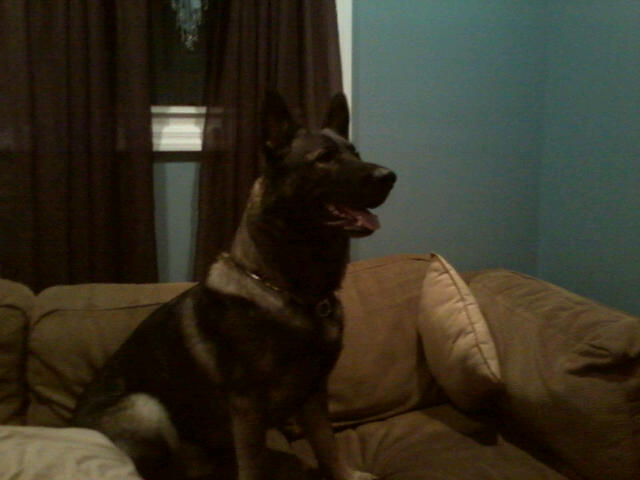 rocco 2012