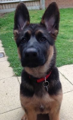 1 week ago, at 15 weeks. Waiting for her treat :-)