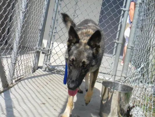 Female shepherd in Tri-County Animal shelter, Tyner, NC 27980  she is HW pos. contact number 252-221-8514 