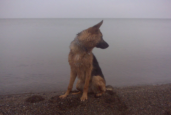 Senta at beach