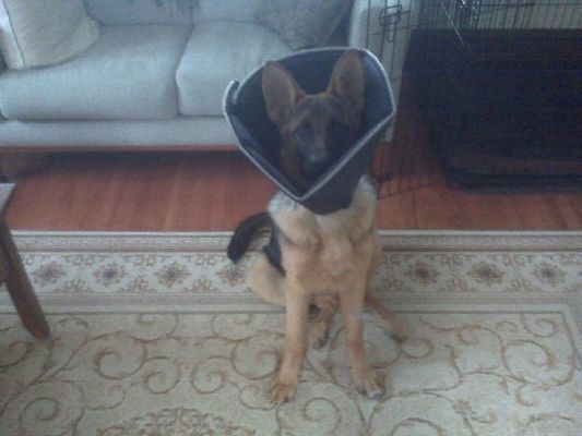 comfy cone