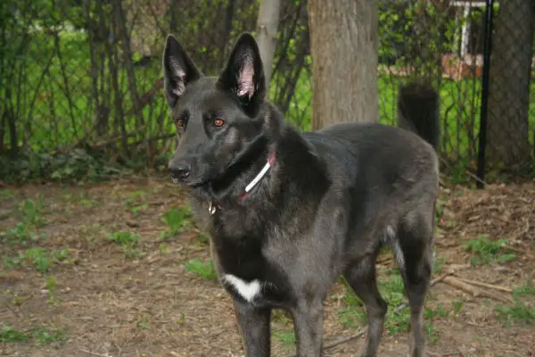 Gray Belgian Malinois