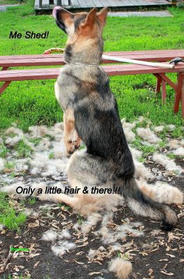 do german shepherd's shed much? - page 1