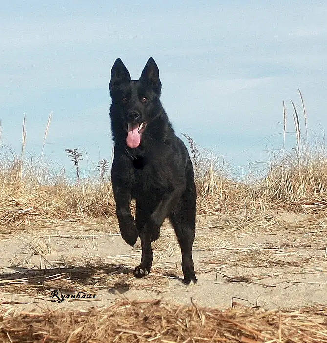German shepherd forum deals raw diet