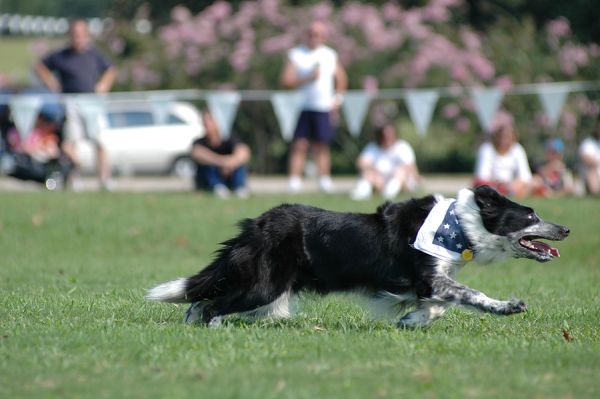 Border collie at herding trial