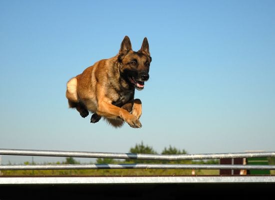 Jumping belgian malinio