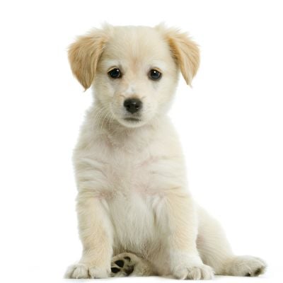 Sitting Labrador puppy