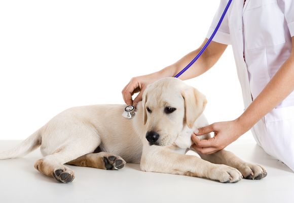 Labrador at a vet