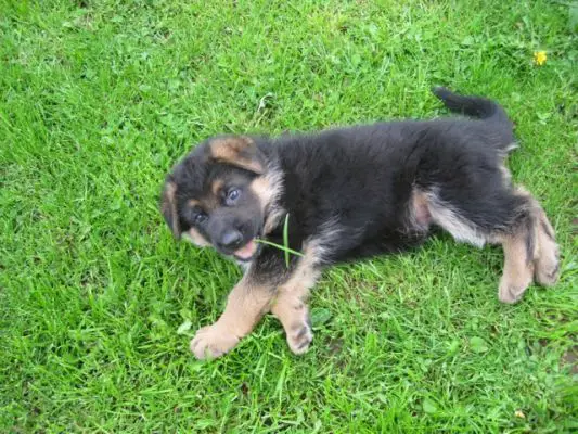 germanshepherdsetc.com