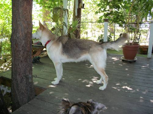 Light Colored German Shepherd Dogs