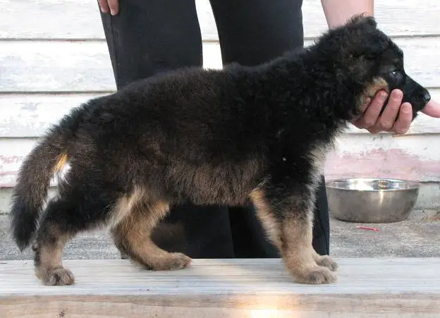 8 weeks old
