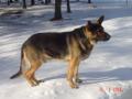frisko