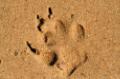 Footprints (admin)