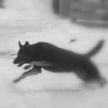 BlackDogsPhoto