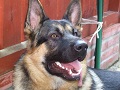 Greguk