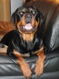 Gallowitz Rottweilers