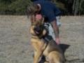 Rocco German Shepherds